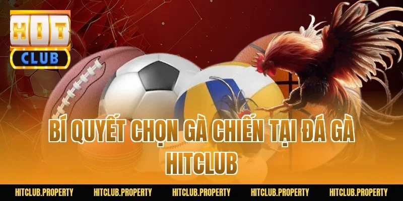 Bí Quyết Chọn Gà Chiến Tại Đá Gà HITCLUB