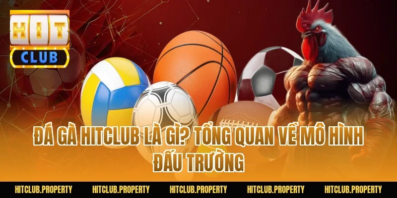 Đá Gà HITCLUB Là Gì? Tổng Quan Về Mô Hình Đấu Trường
